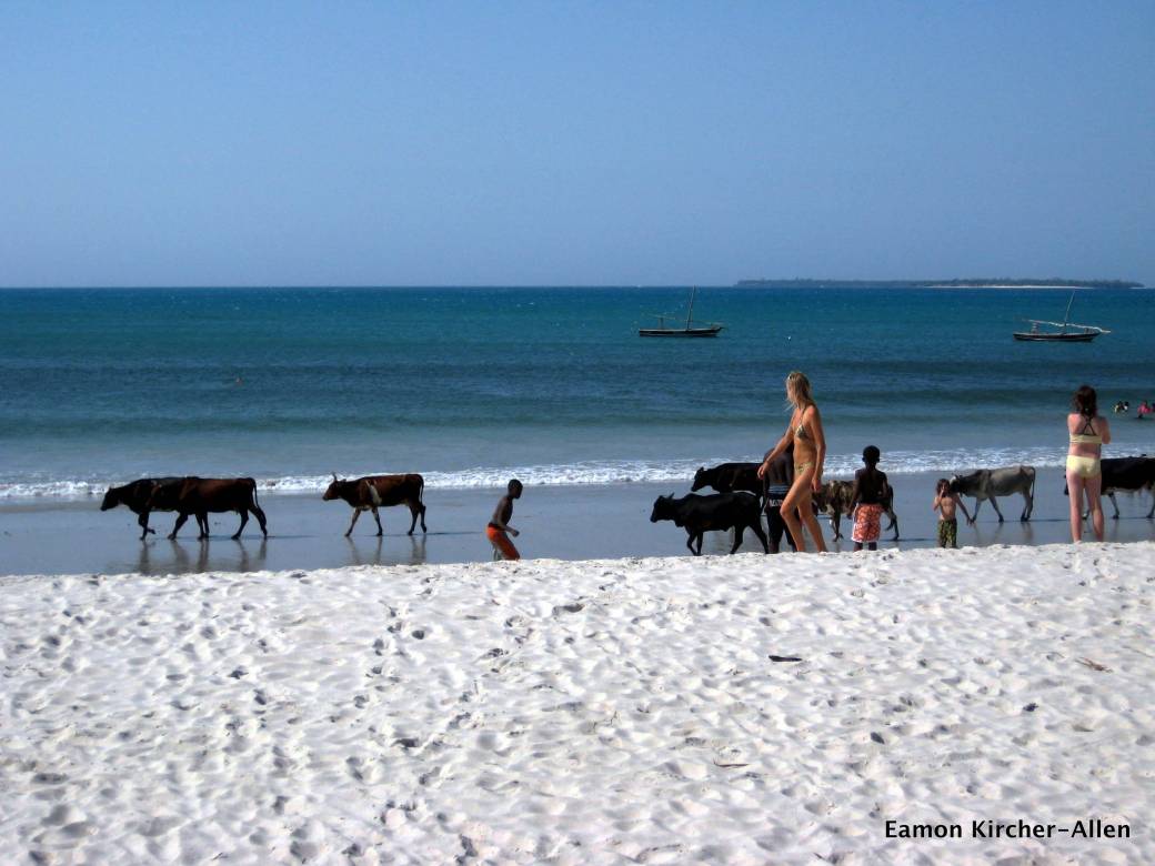 IMG_4617 Cows on the beach